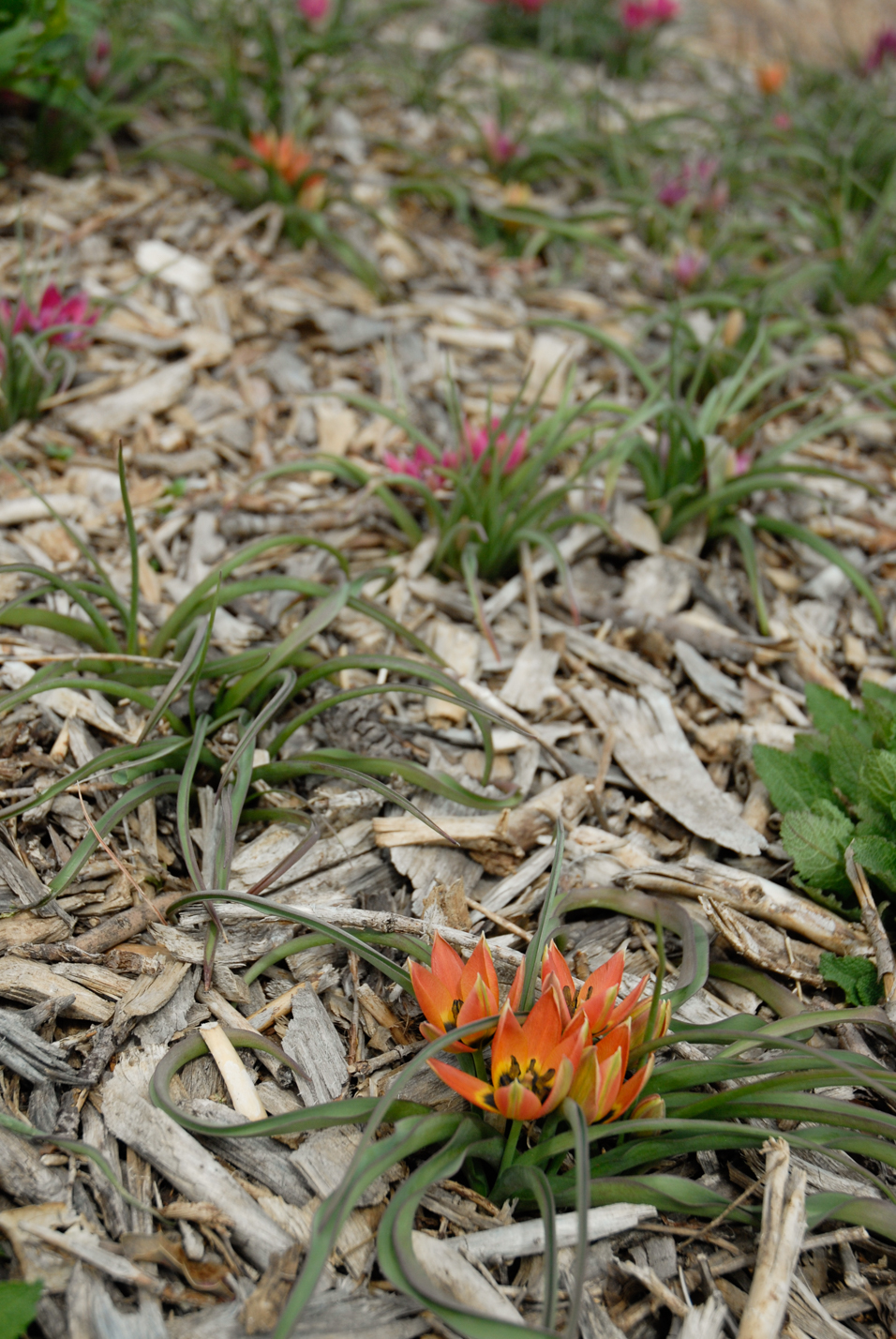 Little Princess Wildflower Tulip